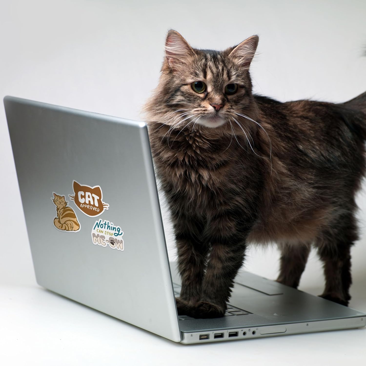 Curious Cat Stickers (24 Pieces)